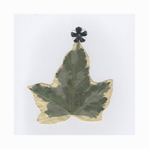 Ivy Tree Card